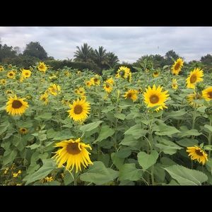 Meet your Posher, Wai aung